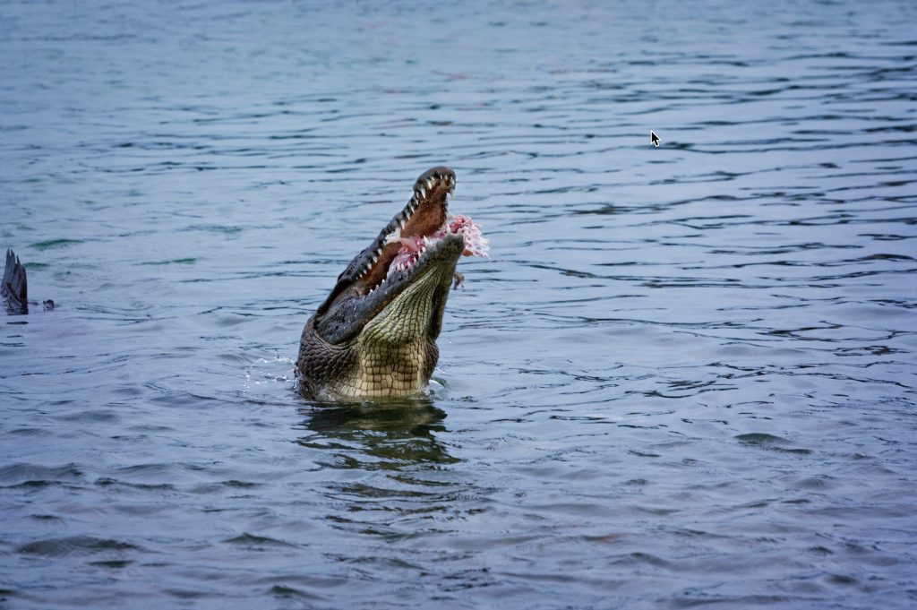 American Crocodiles eating in the Florida Keys. FloridaKeysVillas.com