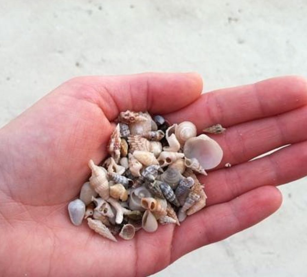 Coco Plum Beach Small Seashells in Coco Plum Florida. FloridaKeysVillas.com