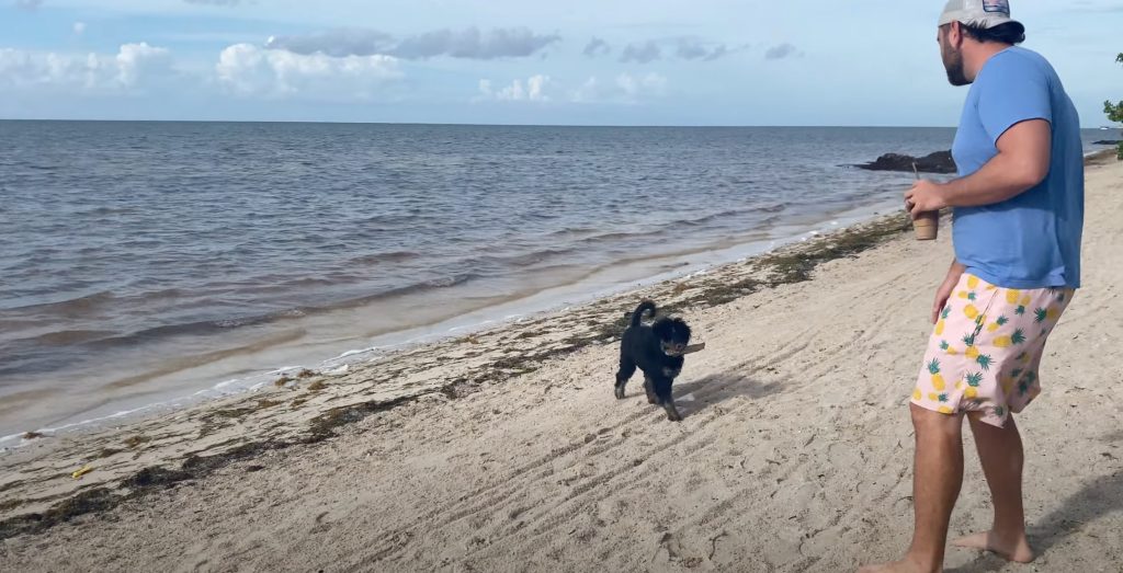 Coco Plum Beach and Sombrero Beach are dog-friendly beaches in Marathon Florida. FloridaKeysVillas.com