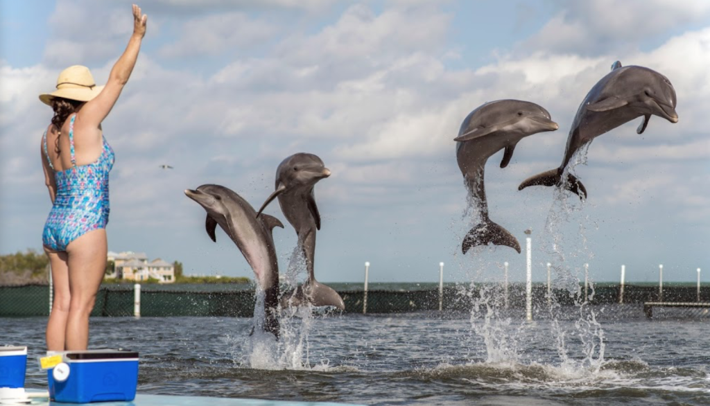 Dolphin Research Center in Marathon Florida with dolphins in lagoon. FloridaKeysVillas.com