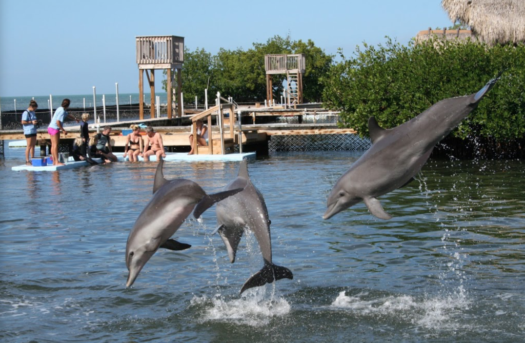 Dolphin Research Center in Marathon Florida with dolphins in lagoon. FloridaKeysVillas.com