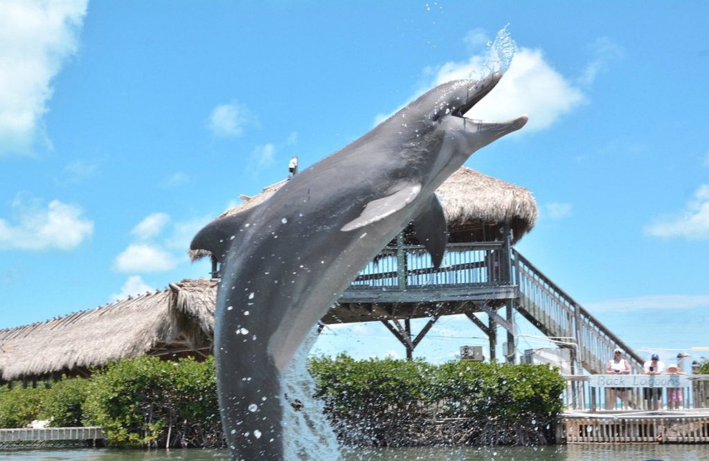 Visit the Dolphin Research Center. Dolphin Research Center dolphins in Marathon Florida. FloridaKeysVillas.com