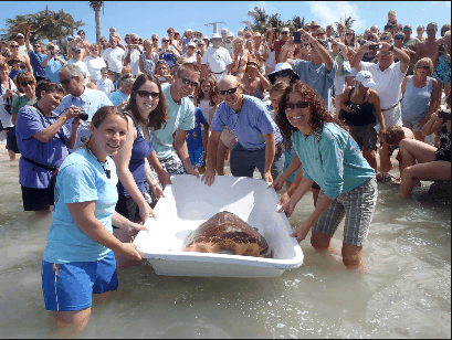 Explore the Turtle Hospital and Book a Dream Vacation Rental in Marathon, Florida! Image