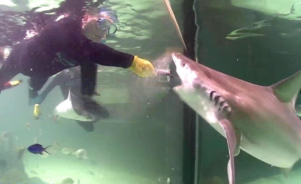Florida Keys Aquarium Encounters interactive marine exhibits. Feeding Sharks. FloridaKeysVillas.com
