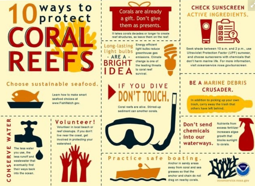 10 Ways to protect Coral Reefs in the Florida Keys. FloridaKeysVillas.com