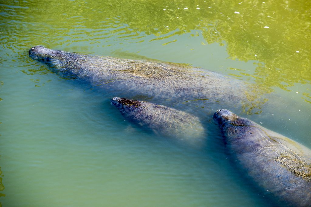 FASCINATING FACTS ABOUT MANATEES. Manatee Reproduction and babies. FloridaKeysVillas.com