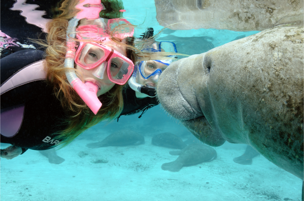 Manatees with Snorkelrs in the Florida Keys. FloridaKeysVillas.com