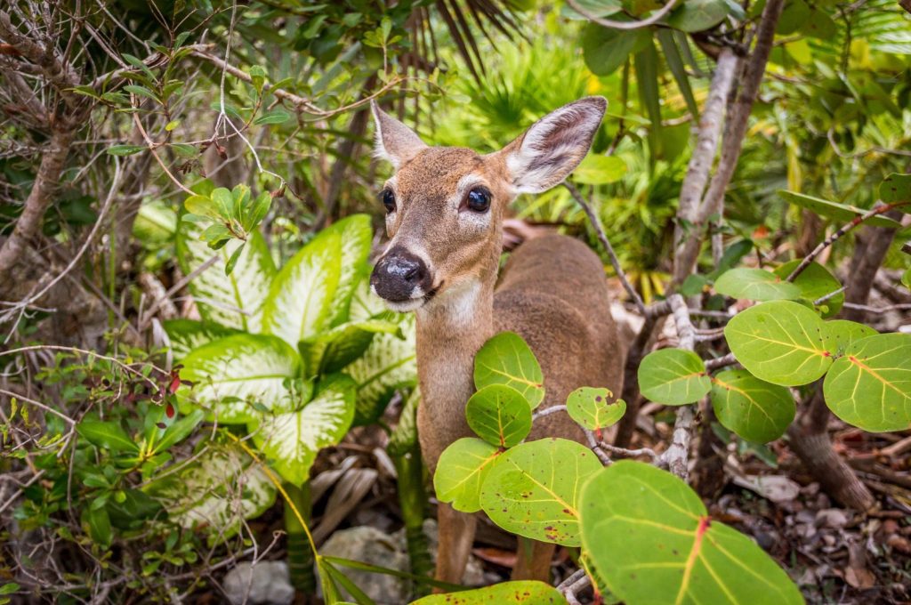 Key Deer wildlife photography Big Pine Key Florida Keys. FloridaKeysVillas.com