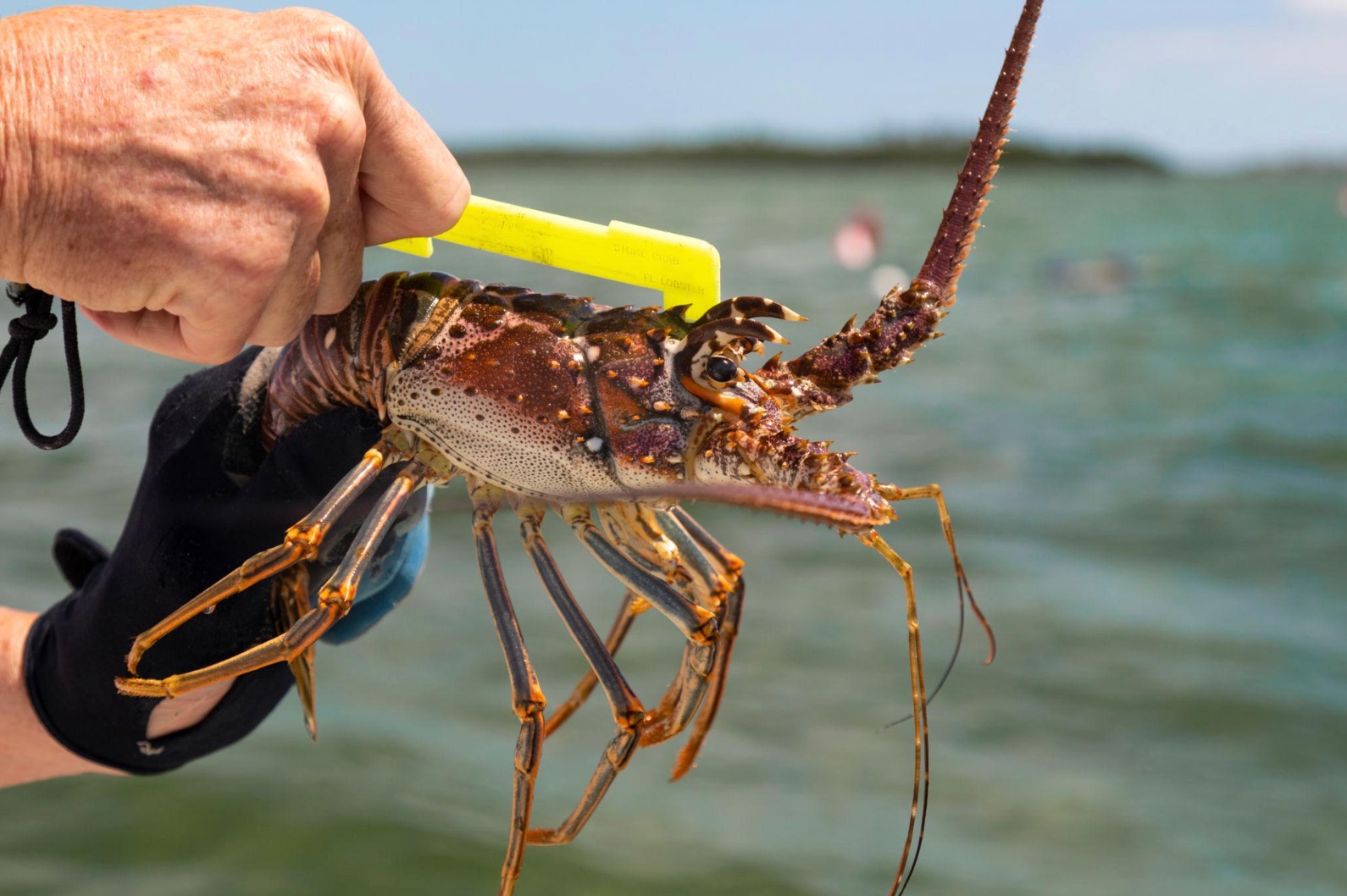 Lobster Measured by Gauge on back of Spiny Lobster in Florida Keys, FloridaKeysVillas.com