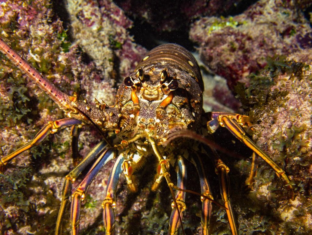 Lobster in Coral in the Florida Keys. FloridaKeysVilas.com