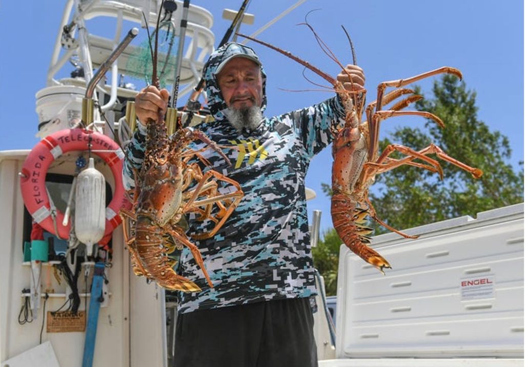 Florida lobster diver during Mini Season near Marathon Florida vacation homes. Lobsters Caught in Florida Keys. FloridaKeysVillas.com