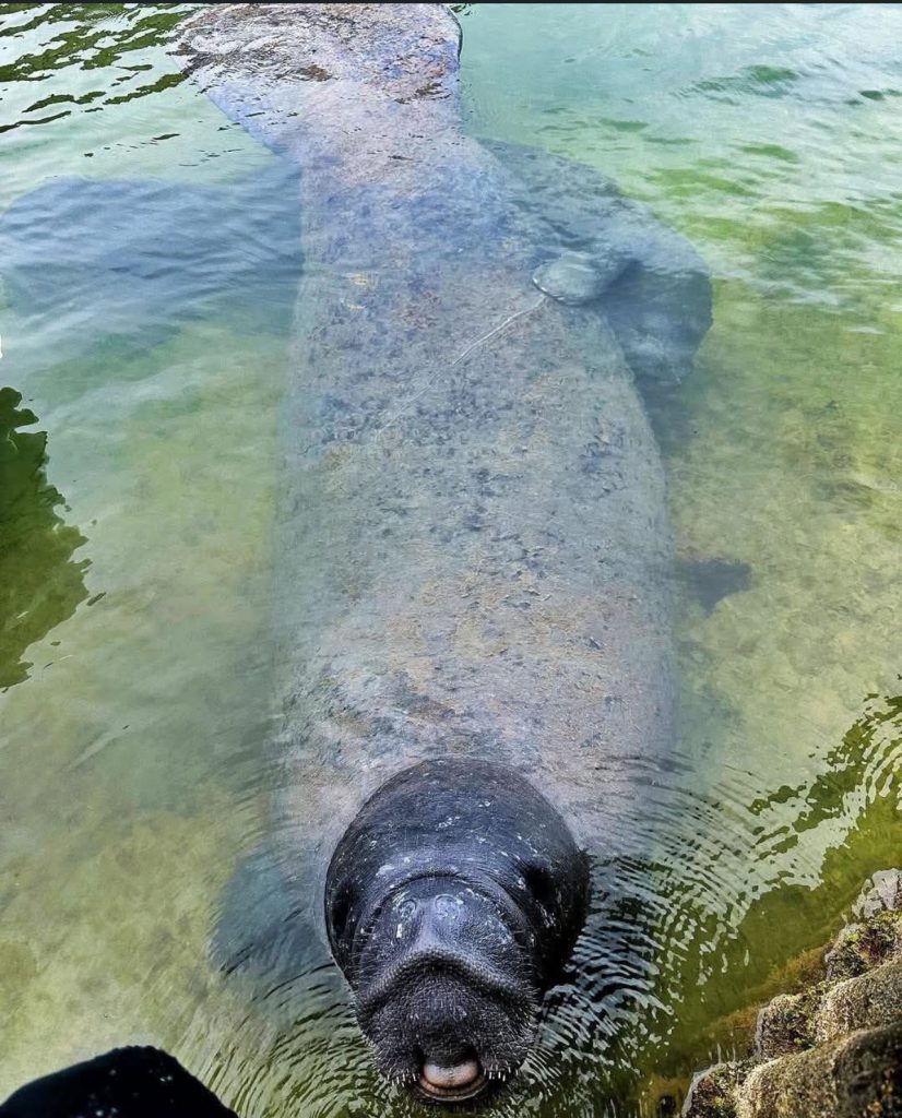 BEST PLACES TO SEE MANATEES IN THE FLORIDA KEYS. FloridaKeysVillas.com