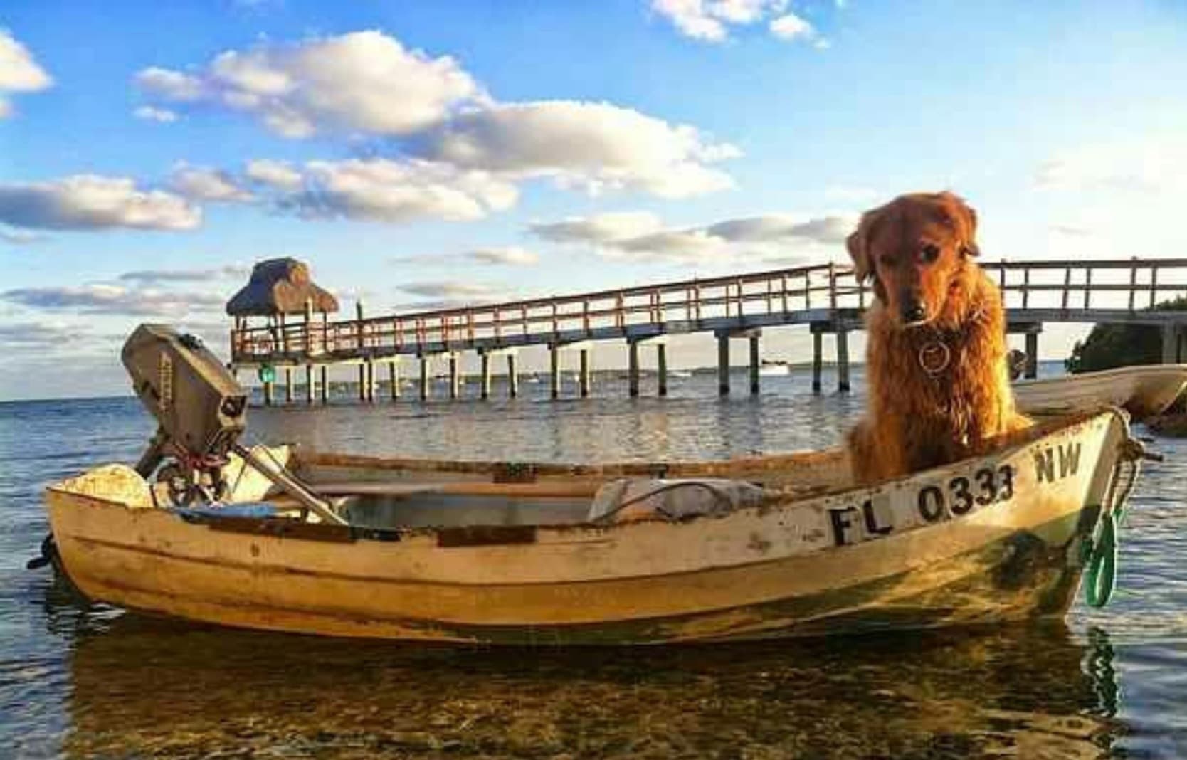 Pet Friendly Florida Keys Image