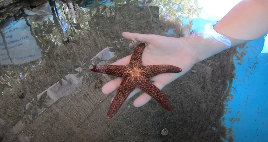 Florida Keys Aquarium Encounters interactive marine exhibits. Starfish exhibit. FloridaKeysVillas.com