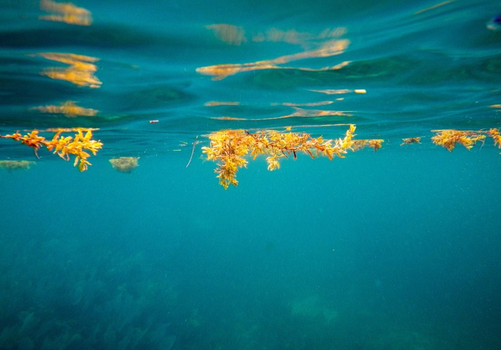 Sargassum seaweed smells like rotten eggs. Don't book your vacation rental on the wrong side of the street in the Florida Keys. Book on FloridaKeysVillas.com and you don't have to worry about Sargassum or seaweed smells. 
