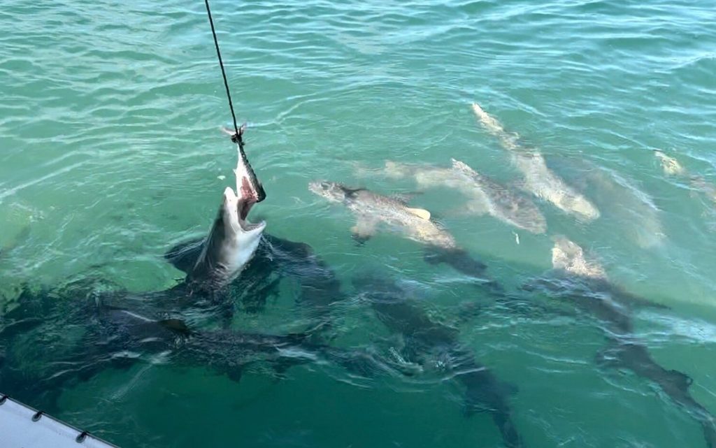 There are bull sharks in the Canals and lots of people fishing end up bring in the sharks in canals. FloridaKeysVillas.com