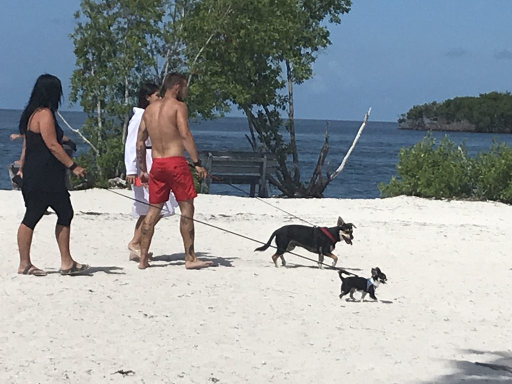 Sombrero Beach pet friendly beach. FloridaKeysVillas.com