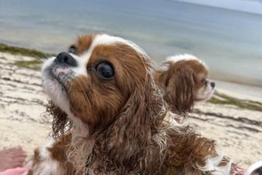 Sombrero Beach is a Dog Friendly beach so bring your fur babies. FloridaKeysVillas.com