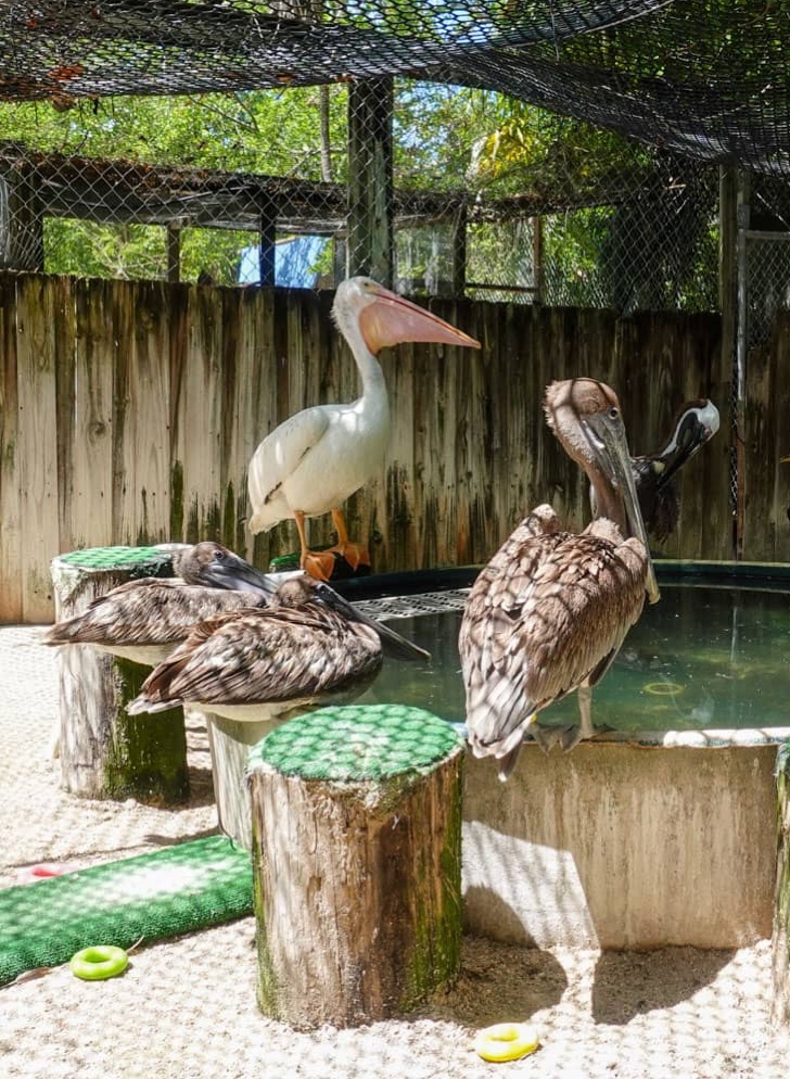 Rescued pelican at Florida Keys Wild Bird Rehabilitation Center. FloridaKeysVillas.com