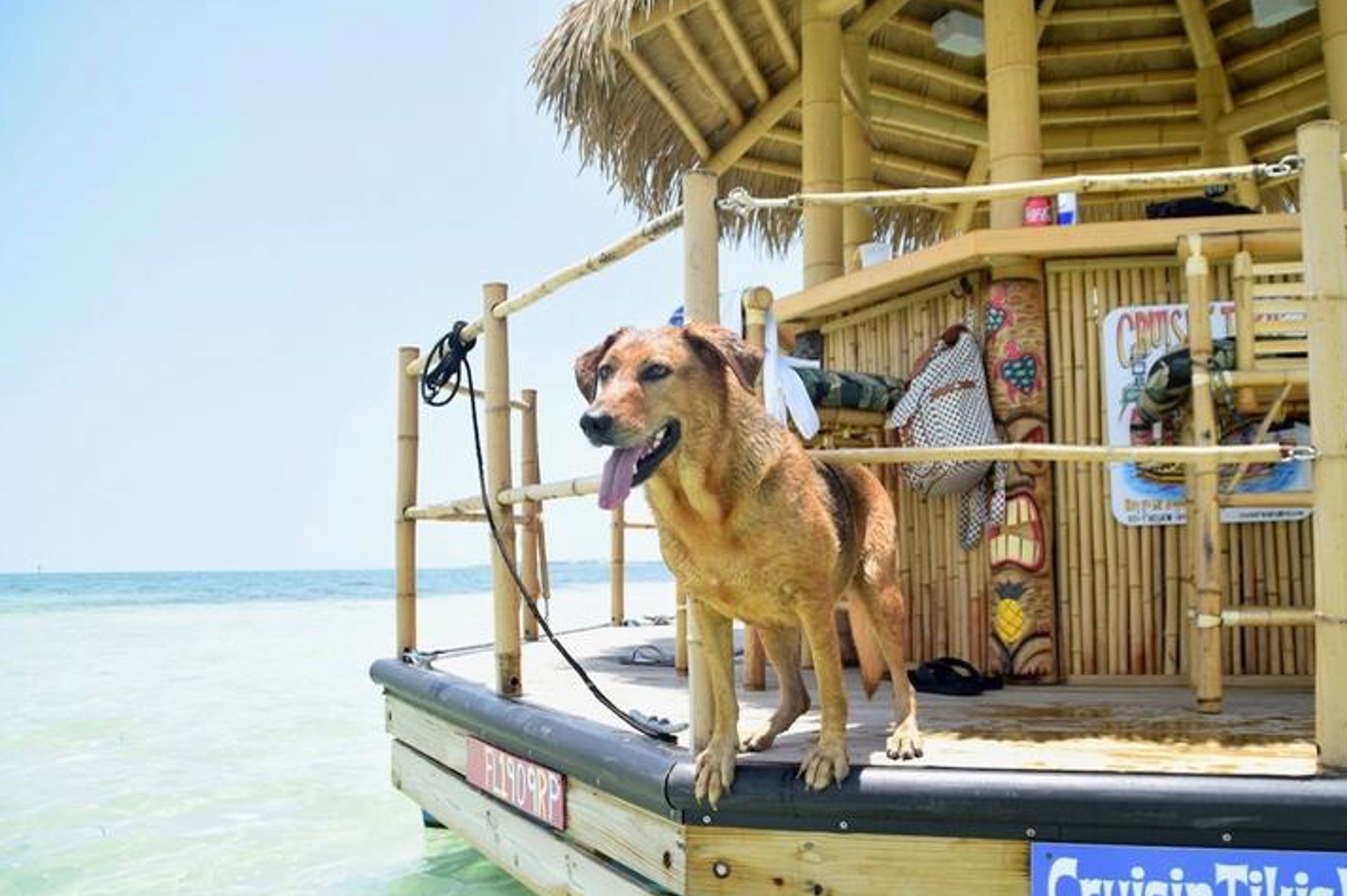 Dog on Floating Tiki Hut Bar in the Florida Keys. FloridaKeysVillas.com