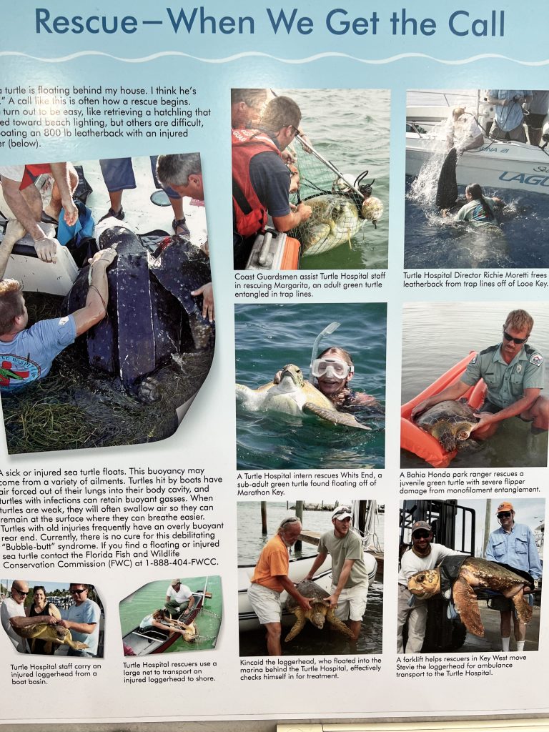 The Turtle Hospital in Marathon Florida rescuing and rehabilitating sea turtles. Rescue Information and Photos. FloridaKeysVillas.com