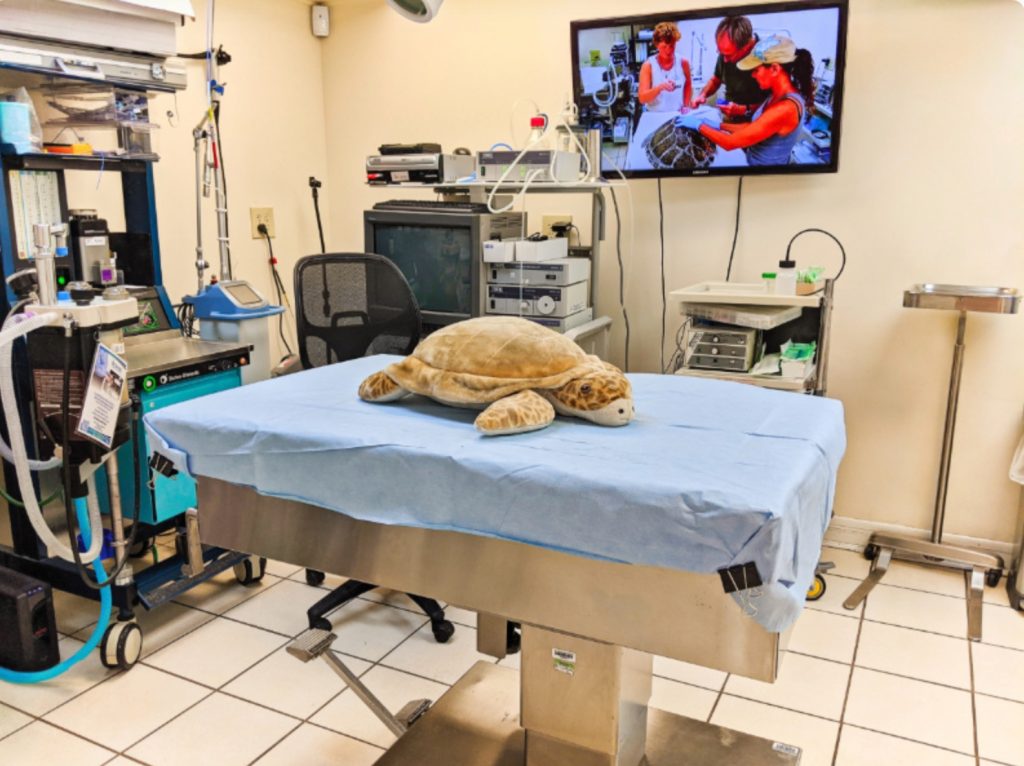 Turtle Hospital Marathon Florida sea turtle rescue rehabilitation center. FloridaKeysVillas.com