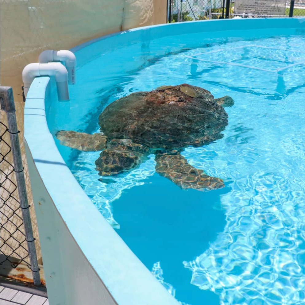 Sea turtles swimming in rehabilitation tanks. Sea turtles recovering at Turtle Hospital Marathon Florida rehabilitation tanks. FloridaKeysVillas.com