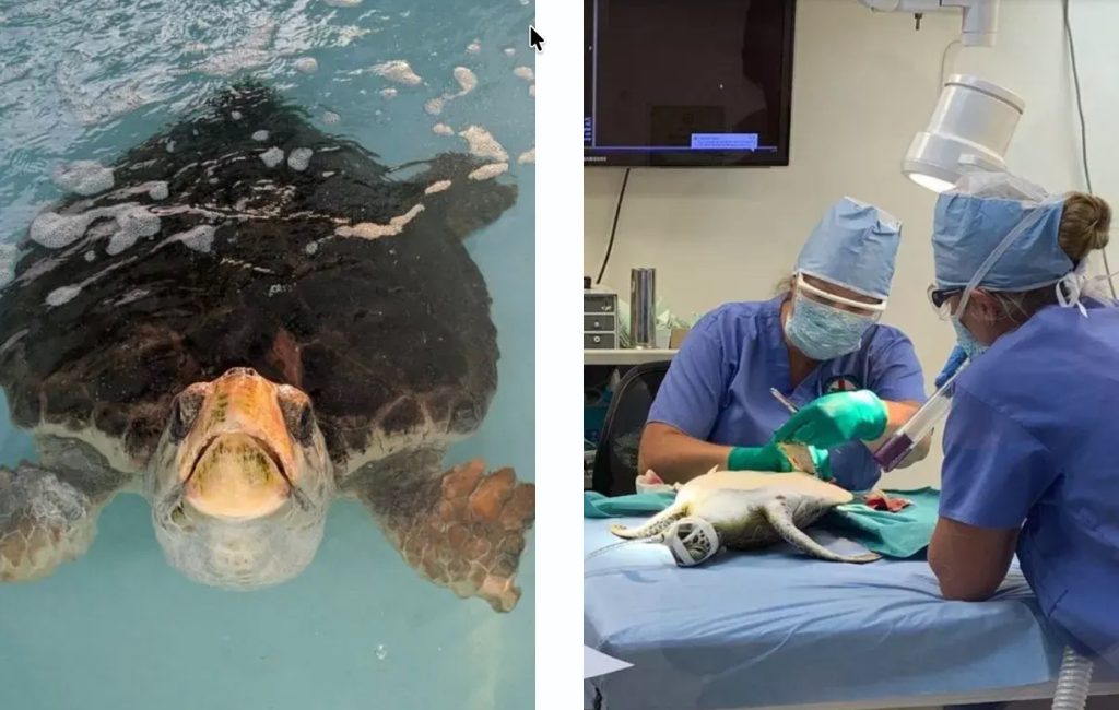 Turtle Hospital Marathon Florida sea turtle rescue rehabilitation center. Sea Turtle being rehabilitated at the Turtle Hospital. FloridaKeysVillas.com