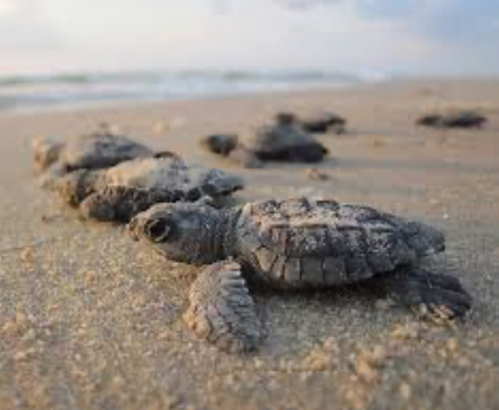 Baby Sea Turtles Hatch at Sombrero Beach and head to the Ocean. FloridaKeysVillas.com