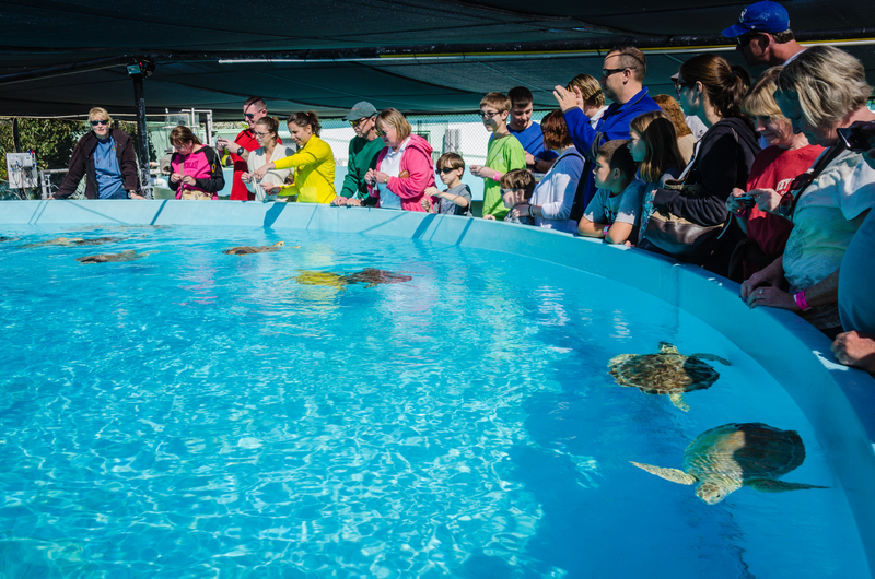 The Turtle Hospital in Marathon FL.
Places to stay Florida Keys Villas.
FloridaKeysVillas.com