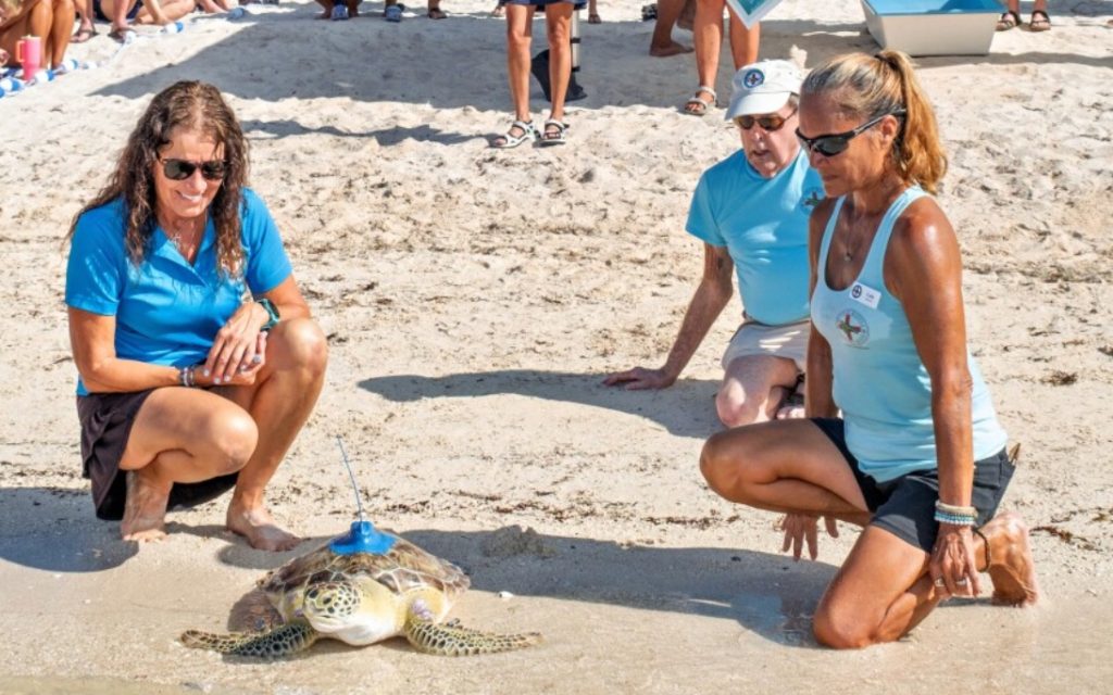 Turtle Hospital Releases Rescued Sea Turtles with Trackers on Back to Check their Progress. FloridaKeysVillas.com