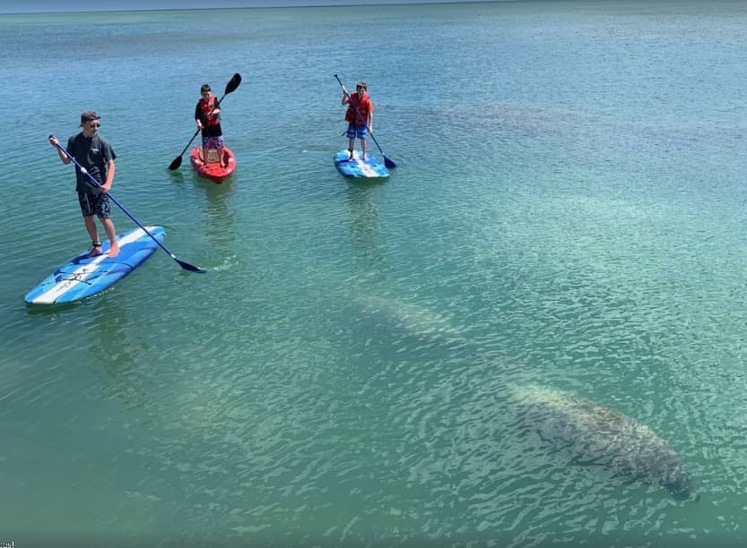 Fascinating Insights into Manatees in the Florida Keys Image