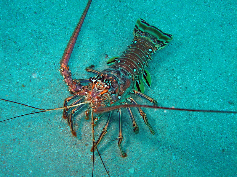 Florida Lobster Season FAQ – From Florida Keys Villas in Marathon, FL Image
