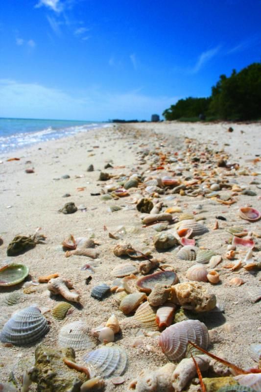 Seashells found at Coco Plum Beach in Marathon Florida. FloridaKeysVillas.com