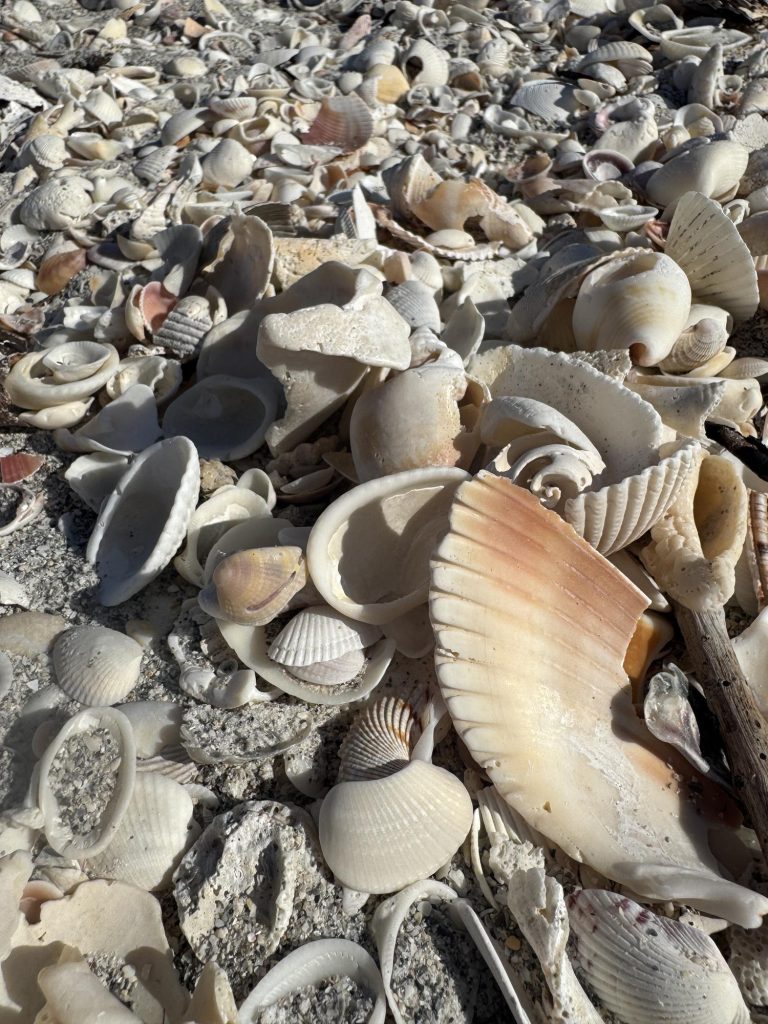 Natural shelling beach in Sanibel Island Florida. FloridaKeysVillas.com