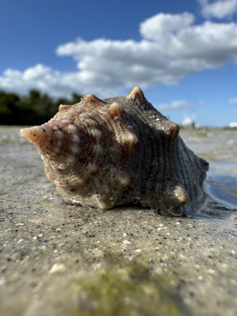 Low tide sandbar shelling near Marathon Florida. FloridaKeysVillas.com