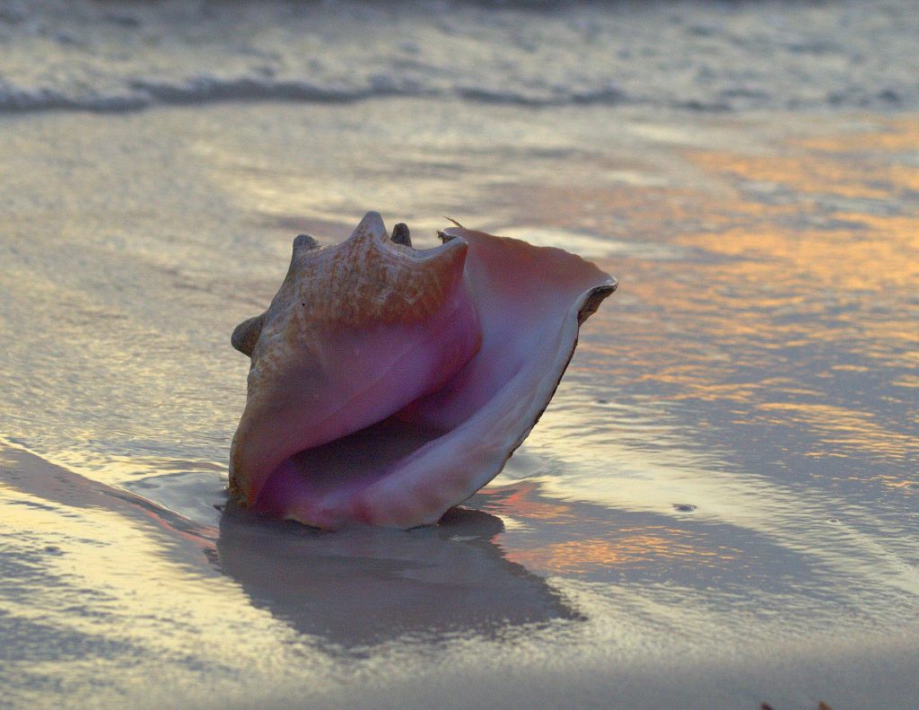 Conch shells along a Florida Keys shoreline Rare shell and protected, FloridaKeysVillas.com