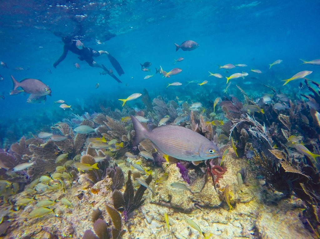 Sombrero Reef snorkeling near Marathon. Direct and Save with FloridaKeysVillas.com