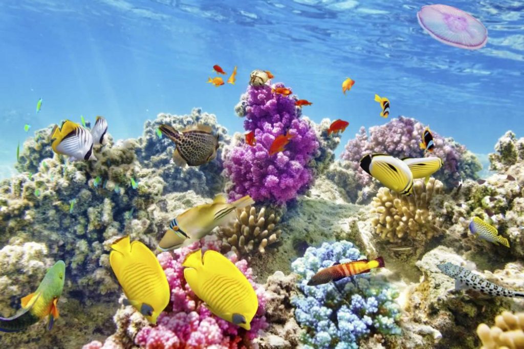 Sombrero Beach Reef in Marathon Fl - FloridaKeysVillas.com