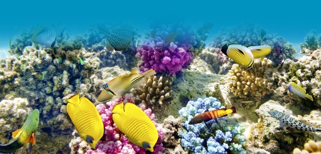 Florida Keys Coral Reef in Marathon FL. Florida Keys Villas - FloridaKeysVillas.com